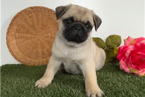 Stella - Pug for sale