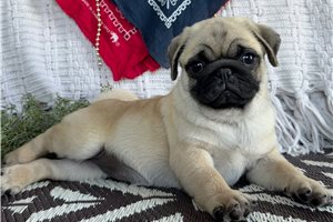 Maven - Pug for sale