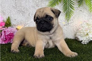 Maven - Pug for sale