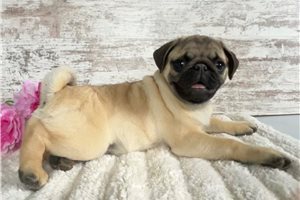 Arthur - puppy for sale