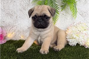Mochi - Pug for sale