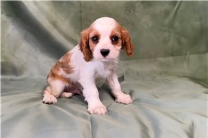 Norton - puppy for sale
