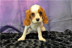 Melina - puppy for sale