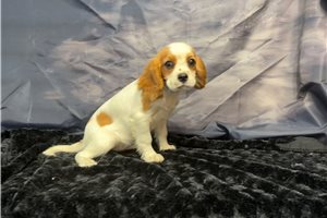 Nica - Cavalier King Charles Spaniel for sale