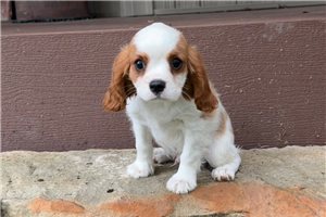 McCoy - Cavalier King Charles Spaniel for sale