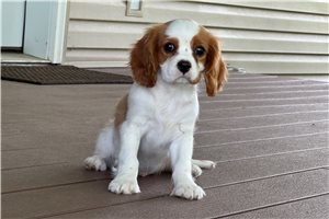 Bronson - Cavalier King Charles Spaniel for sale