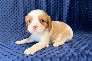 Bennett - puppy for sale
