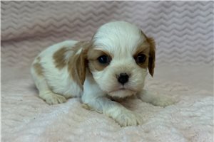 Buttons - puppy for sale