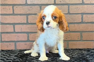 Sunny - Cavalier King Charles Spaniel for sale