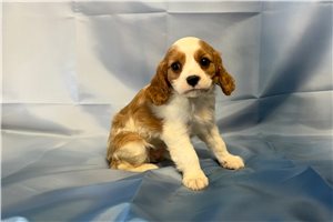 Nole - puppy for sale