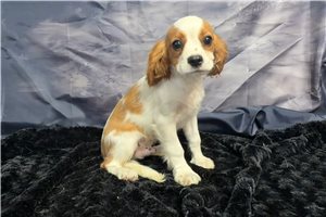 Norton - Cavalier King Charles Spaniel for sale
