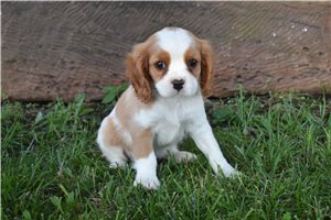 Bennett - Cavalier King Charles Spaniel for sale