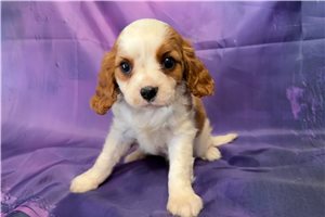 Nyla - puppy for sale