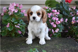 Buttons - Cavalier King Charles Spaniel for sale