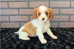 Paisley - Cavalier King Charles Spaniel for sale