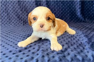 Bronson - puppy for sale