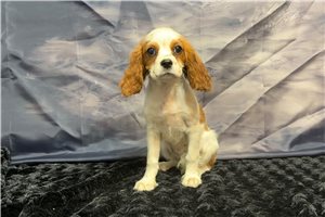 Nadia - Cavalier King Charles Spaniel for sale