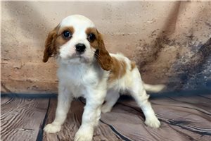 Nadia - Cavalier King Charles Spaniel for sale