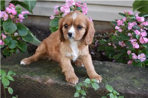 Bitsy - Cavalier King Charles Spaniel for sale