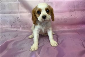 Nica - puppy for sale