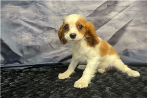 Nyla - Cavalier King Charles Spaniel for sale