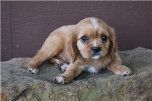 Bogart - Cavalier King Charles Spaniel for sale