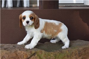 Bronson - Cavalier King Charles Spaniel for sale