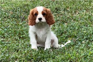 Mellow - puppy for sale