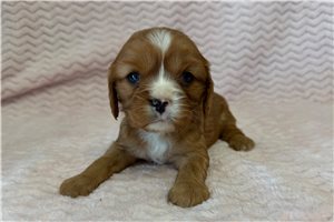 Bitsy - Cavalier King Charles Spaniel for sale