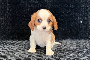 Penelope - Cavalier King Charles Spaniel for sale