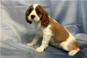 Melinda - puppy for sale