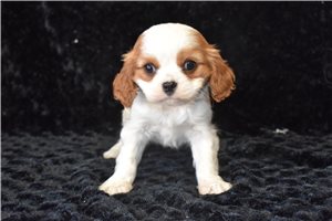 Olivia - Cavalier King Charles Spaniel for sale