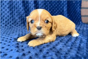 Bogart - Cavalier King Charles Spaniel for sale