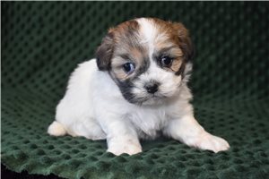 Poppy - puppy for sale