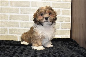 Gizmo - Mal-Shi - Malshi for sale