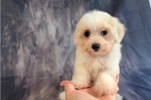 Tonto - puppy for sale