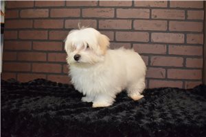 Leonardo - Maltese for sale
