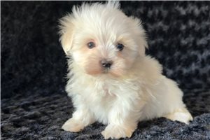 Ryan - Maltese for sale