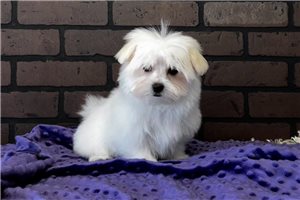 Marzipan - puppy for sale