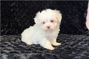 Apple - Maltese for sale