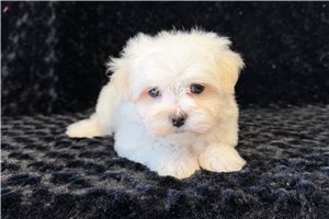 Parker - Maltese for sale