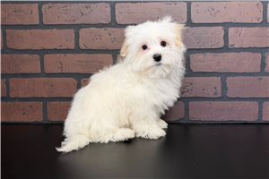 Leonardo - Maltese for sale