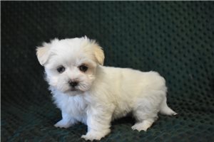 Mary - Maltese for sale