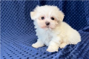 Autumn - puppy for sale