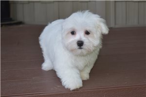 Aaron - Maltese for sale