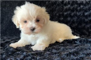 Rylee - puppy for sale