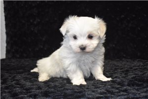 Layla - puppy for sale