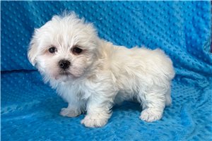 Aaron - puppy for sale
