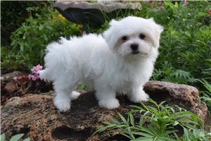 Amelia - Maltese for sale