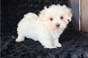 Raven - puppy for sale